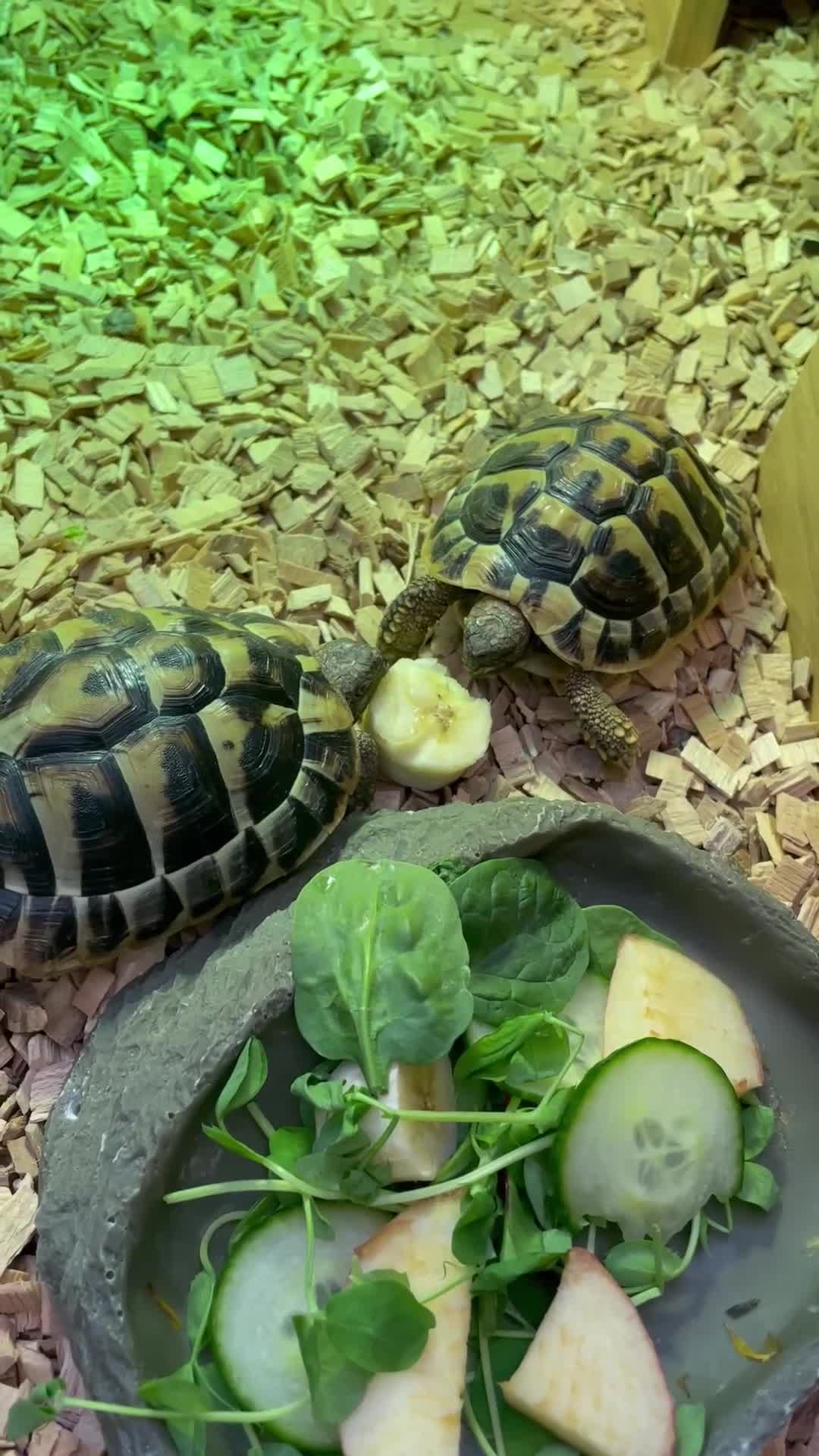 Hermann Tortoise reptiles for sale: 2 hermann tortoises and set up need new home - Video 2