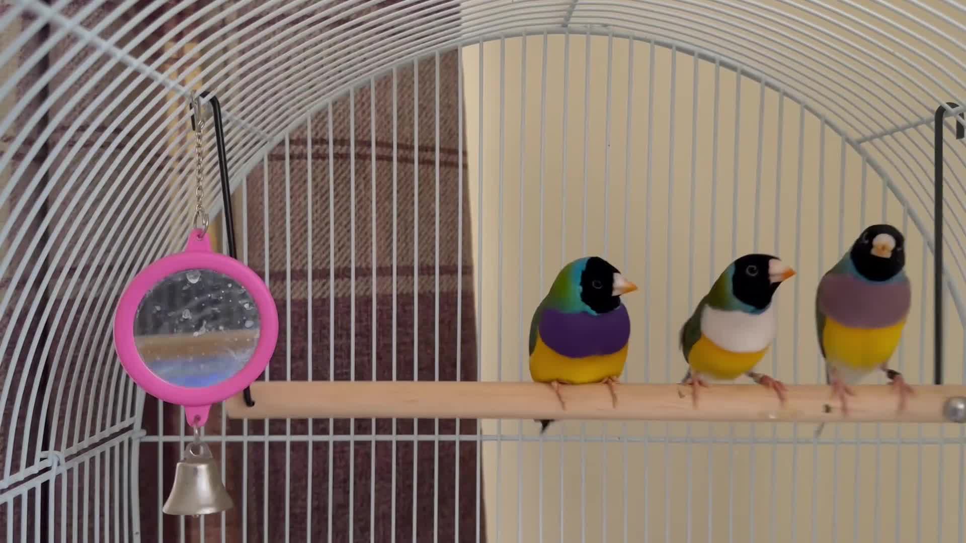 Finches birds for sale: Beautiful Gouldian finch’s  - Video 1