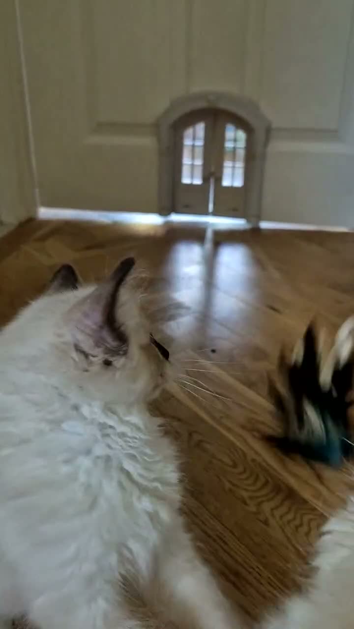 Ragdoll cats for sale: Outstanding TICA reg Ragdoll Male Deep Blue Eyes. - Video 1