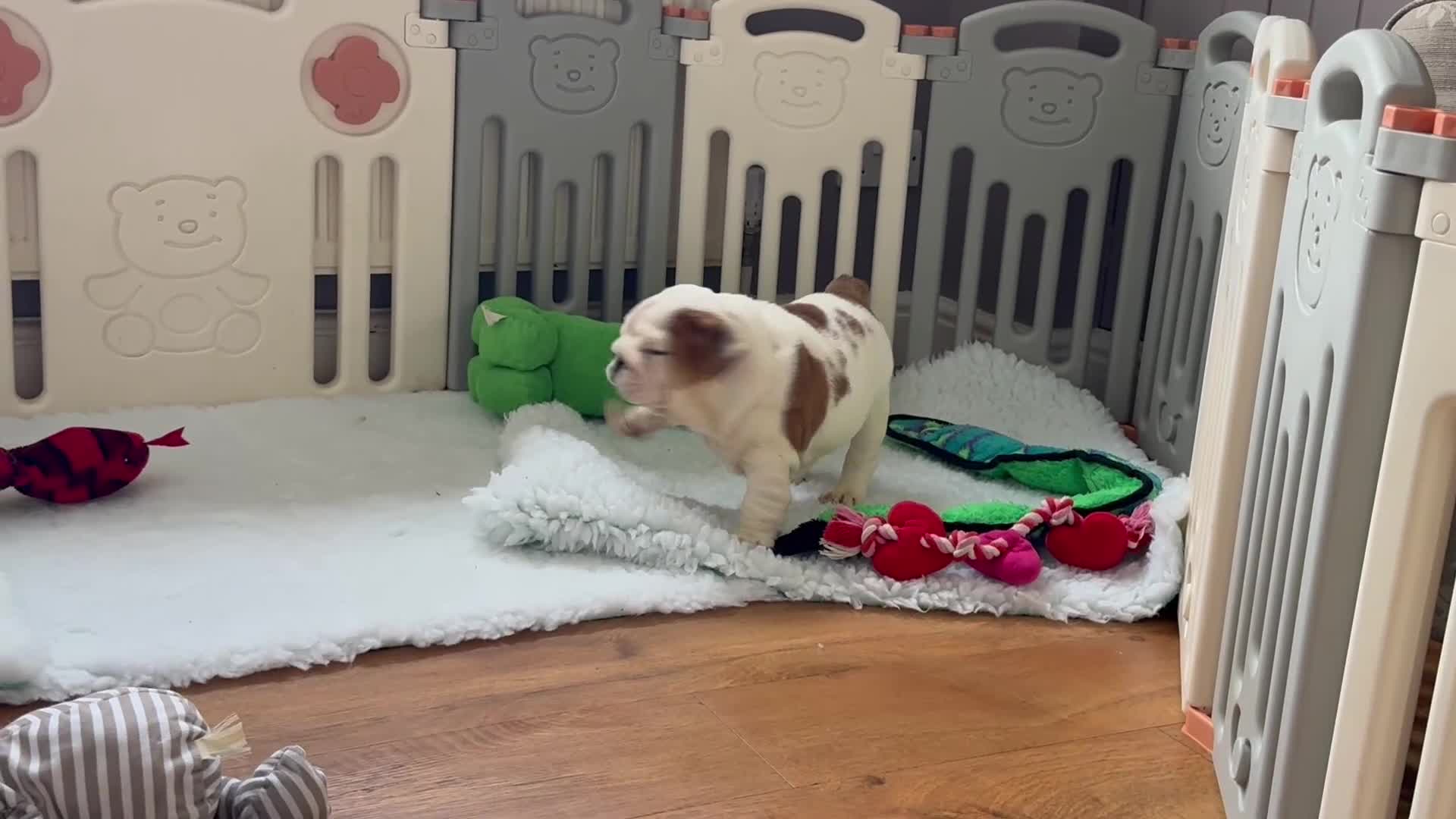 English Bulldog dogs for sale: Beautiful KC Reg Bulldog Puppies - Video 2