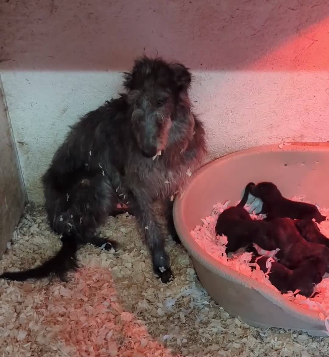 Deerhound dogs for sale: Scottish Deerhound Puppies  - Video 1
