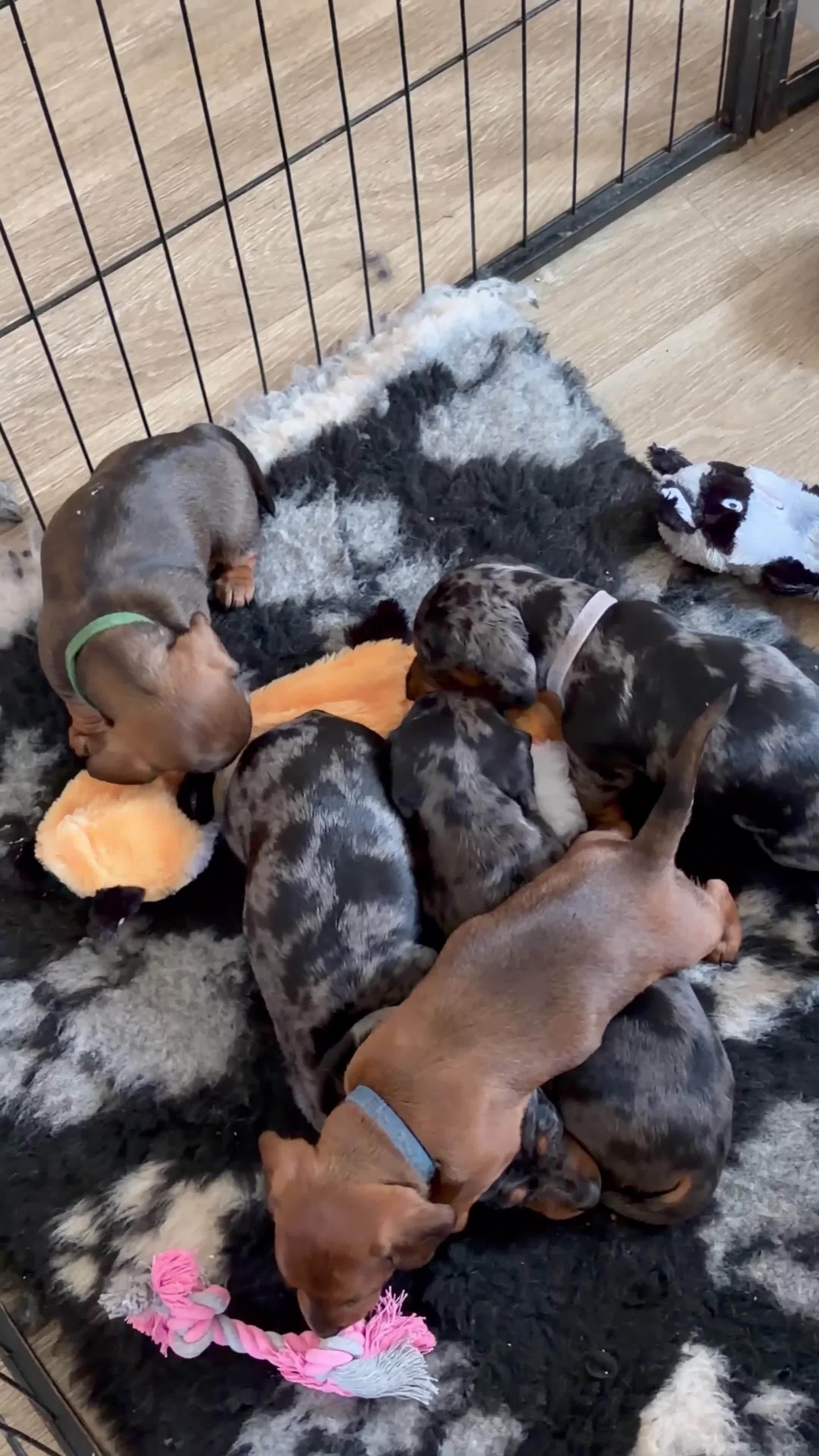 Miniature Dachshund dogs for sale: Miniature daschunds  - Video 1