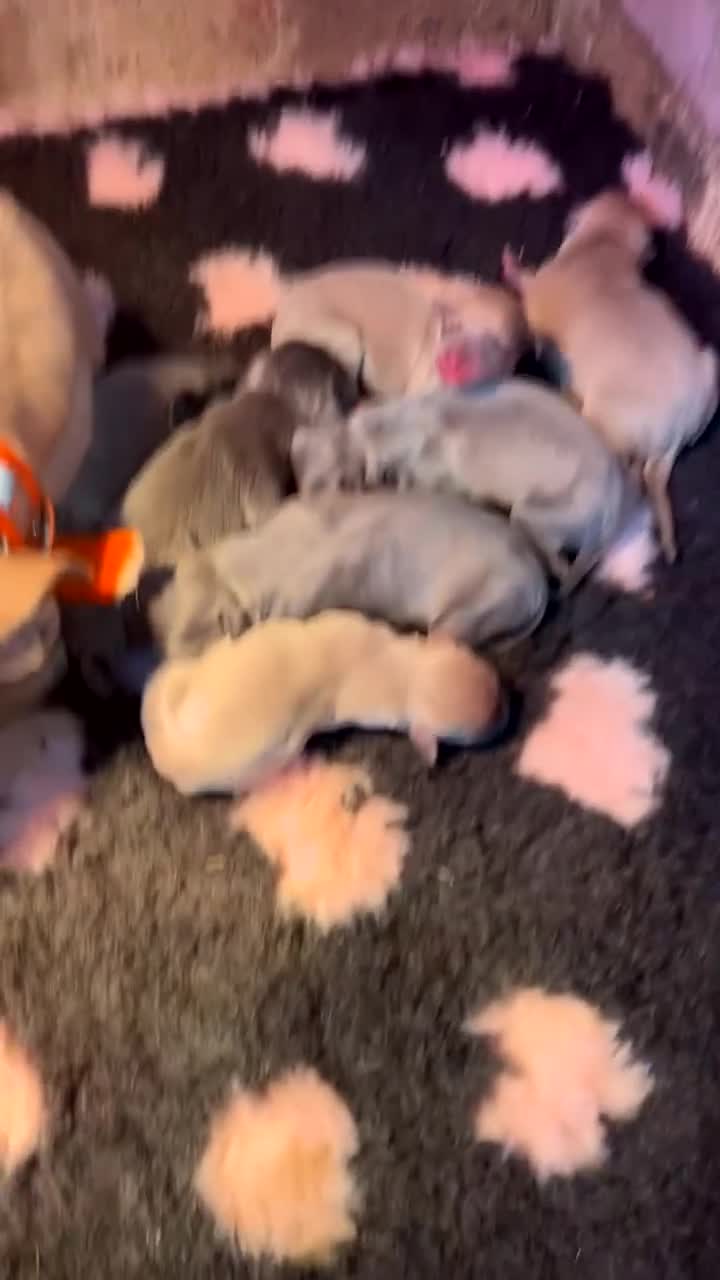 Whippet dogs for sale: Kc Reg Blue fawn & blue whippet pups  in Merthyr Tydfil - Video 1