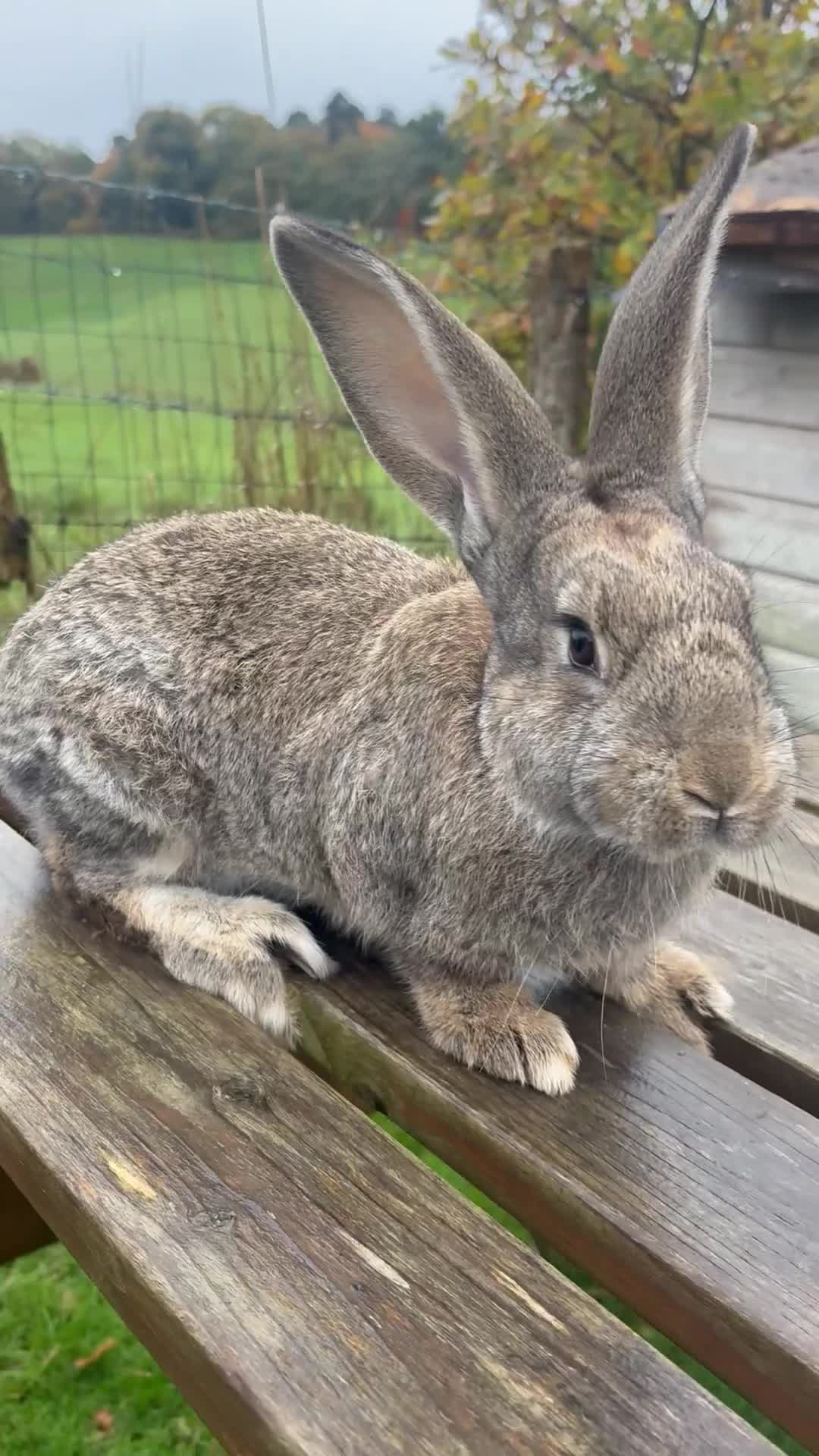 Continental Giant rabbits for sale: ONE female left!! B - Video 1