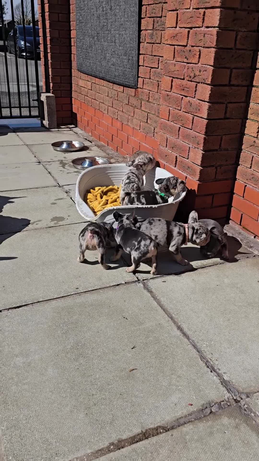 French Bulldog dogs for sale: FRENCH BULLDOG  - Video 1