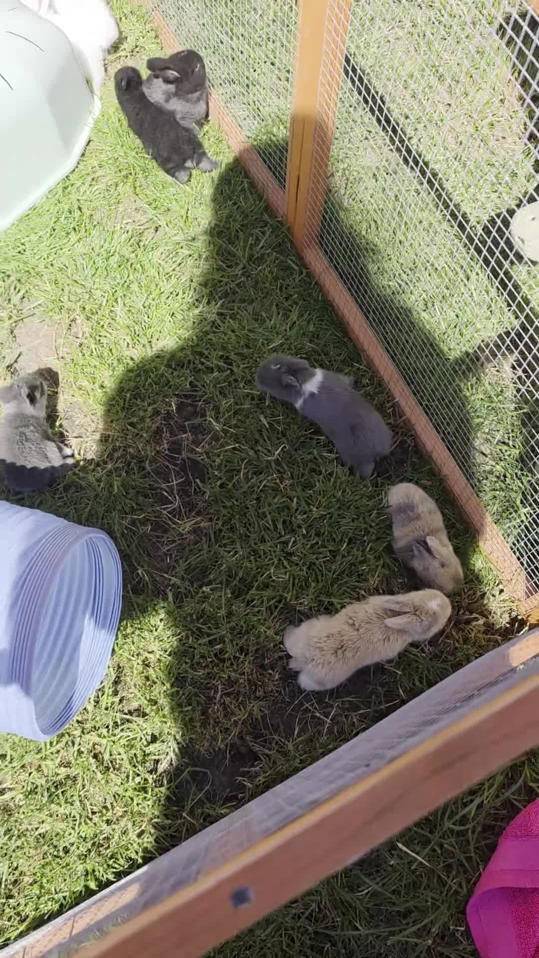 French Lop rabbits for sale: Baby French lops for sale - Video 1