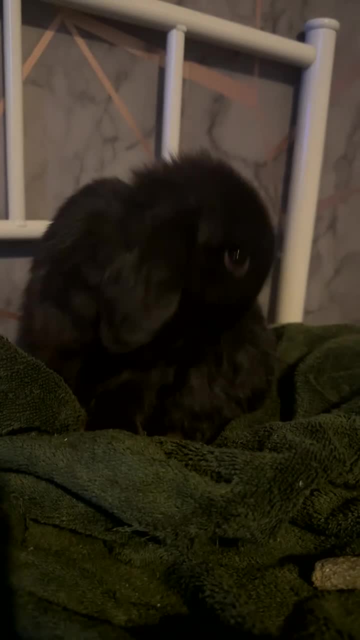 Mini Lop rabbits for sale: Mini lop black - Video 2