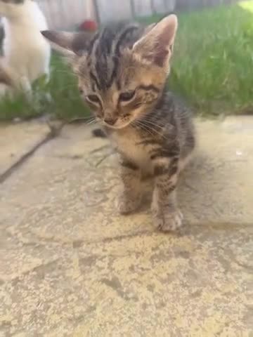 British Shorthair cats for sale: Kittens for Sale  in Luton - Video 3