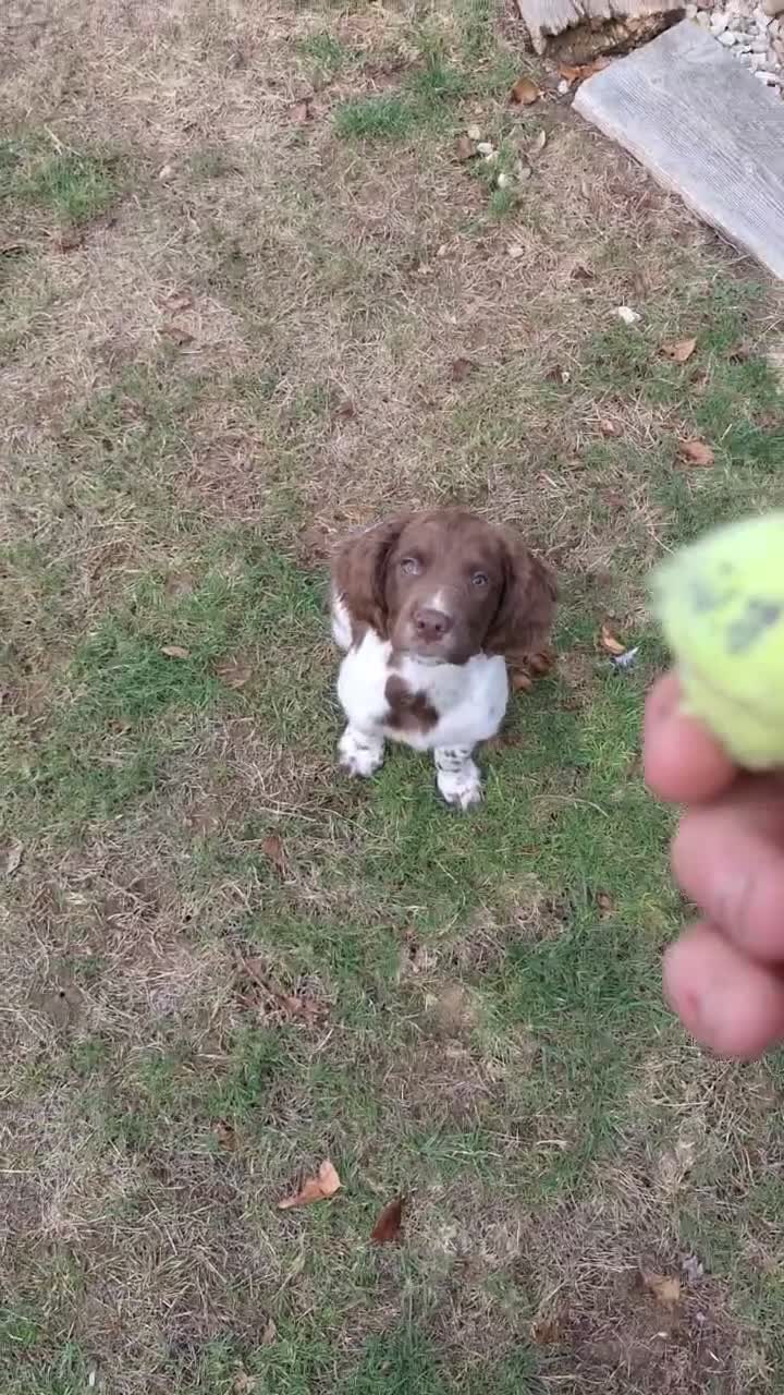 English Springer Spaniel dogs for sale: Lovely KC registered Working Springer Spaniel Pup in Ashford - Video 1