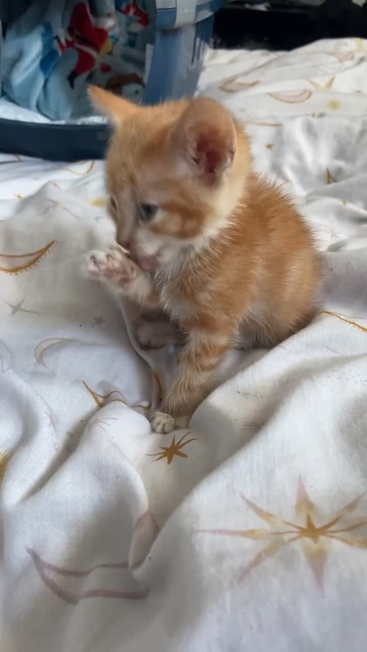 Mixed Breed cats for sale: Benji (11 week old kitten) - Video 1