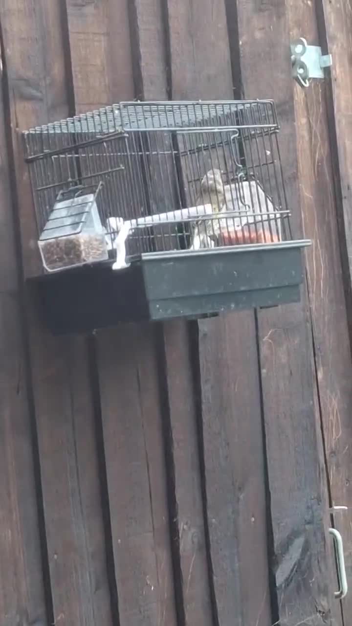 Mixed Breed birds for sale: 2025 Goldfinch mule  - Video 1