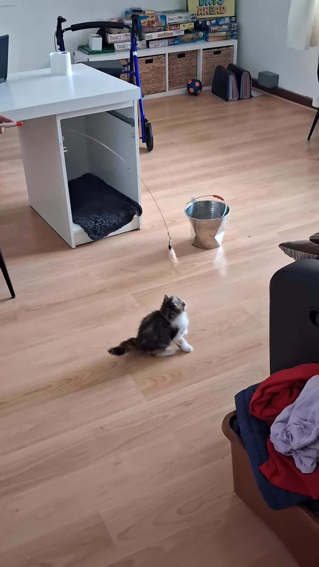 Domestic Shorthair cats for sale: Kitten ready to leave with toys - Video 1
