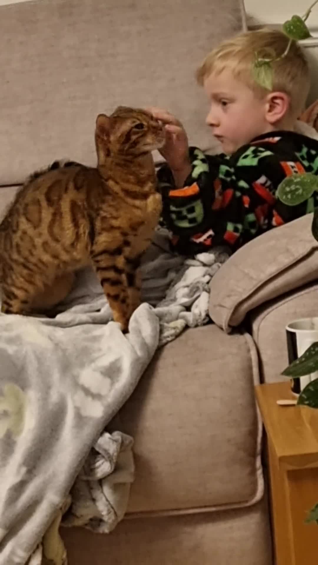 Bengal cats for sale: Female Bengal - Video 1