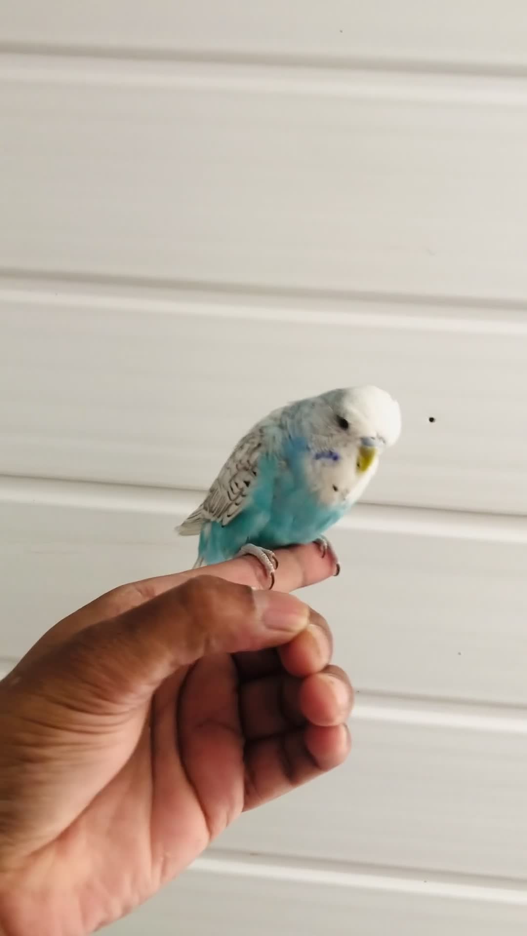 Budgerigars birds for sale: Beautiful semi hand tame exhibition budgies. - Video 3