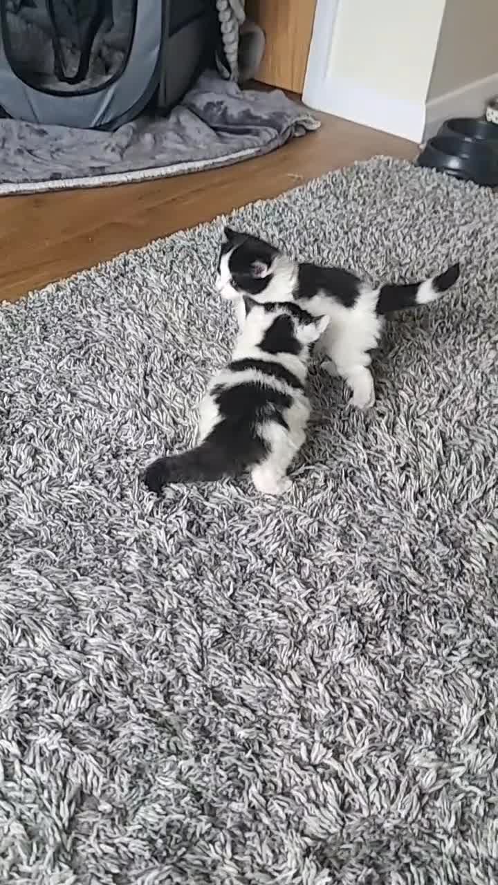 Maine Coon cats for sale: Male part mainecoon  in Bournemouth - Video 1
