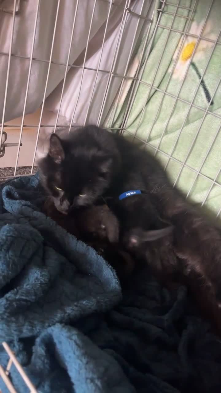 Mixed Breed cats for sale: Ready to leave 6th june-reduced to £70 - Video 1