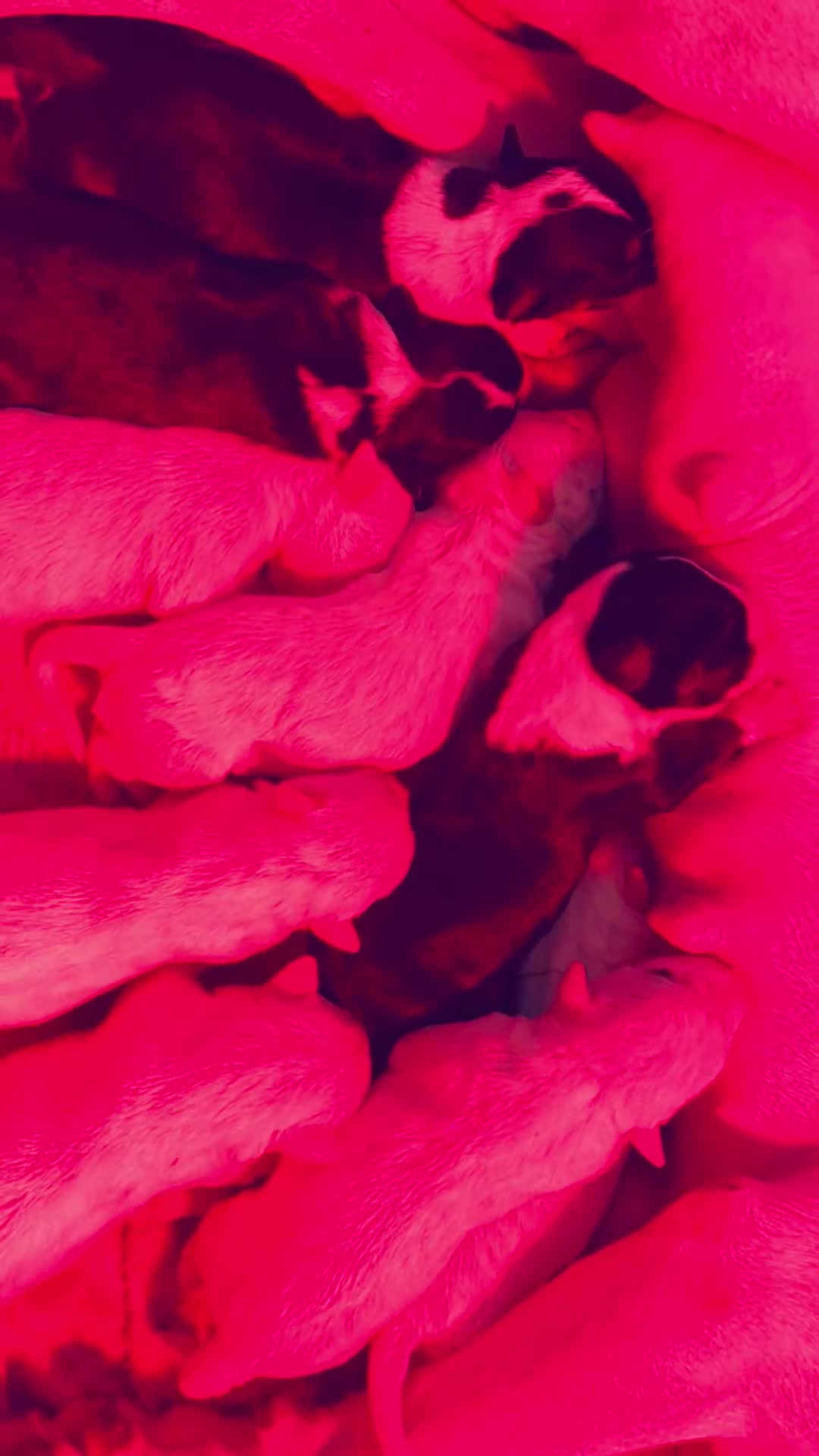 English Bull Terrier dogs for sale: KC Health Tested, UK Champion Lines,  - Video 1