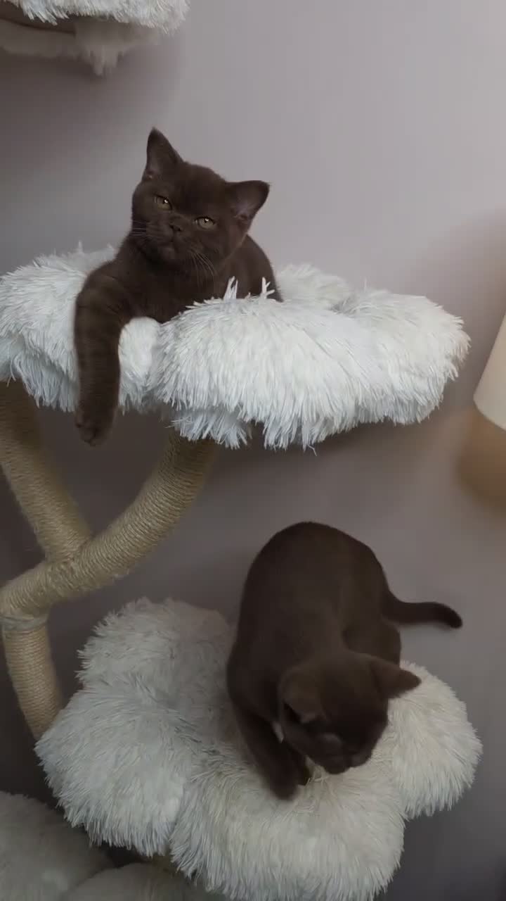 British Shorthair cats for sale: Cinnamon British Shorthair Female 🧡👑 - Video 4