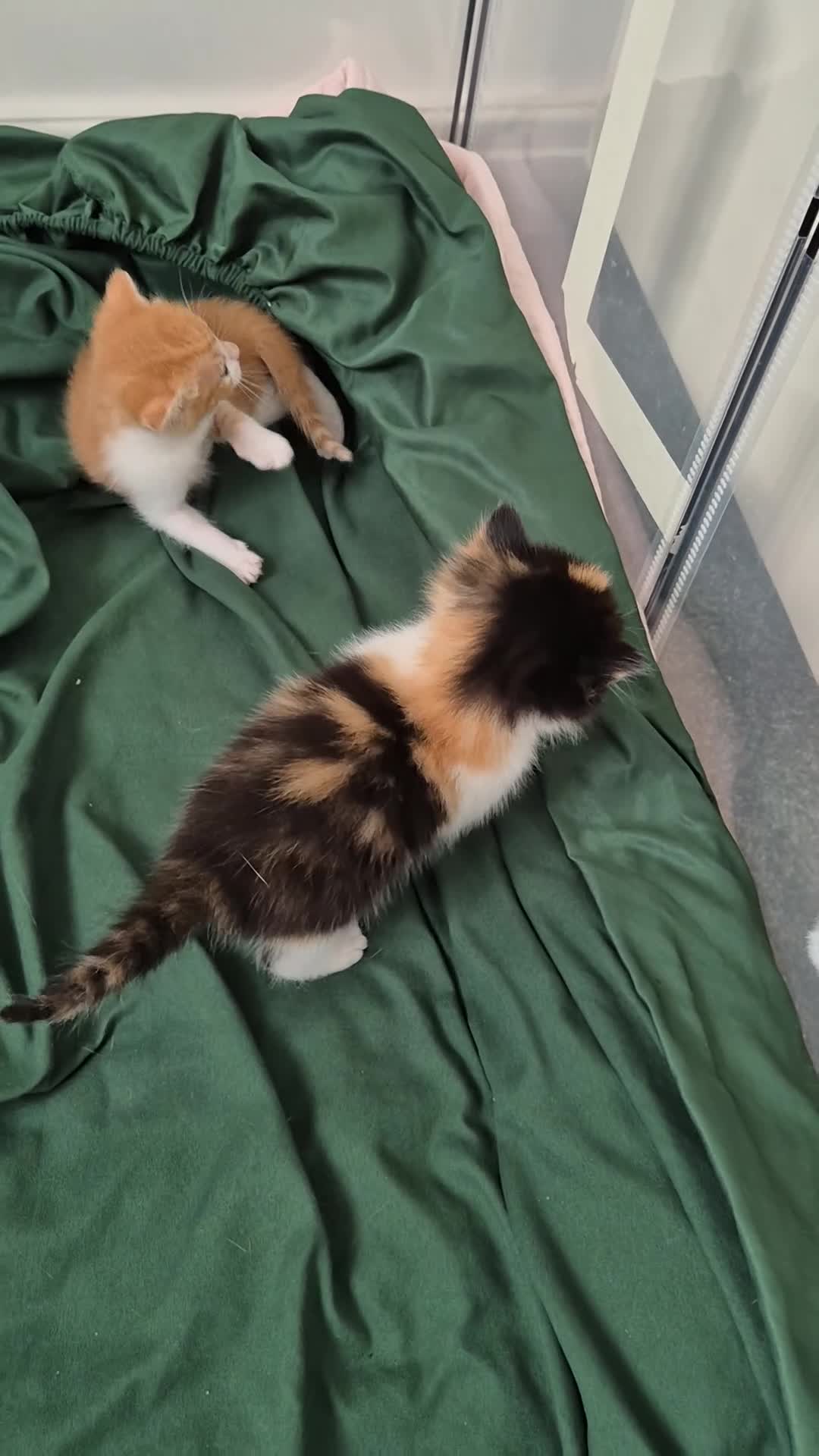 Mixed Breed cats for sale: Beautiful Playful Ginger & Tri-Colour Kittens 🐾 - Video 4