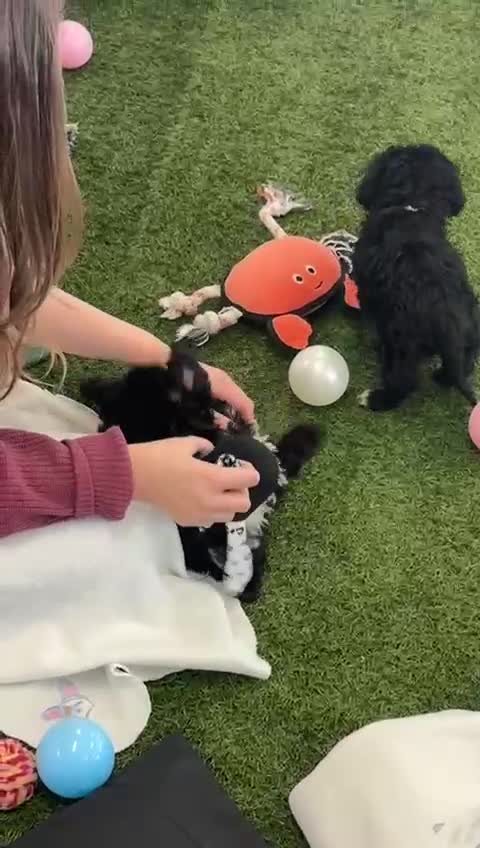 Cockapoo dogs for sale: 🐾STUNNING F1 COCKERPOOS 🐾 - Video 1