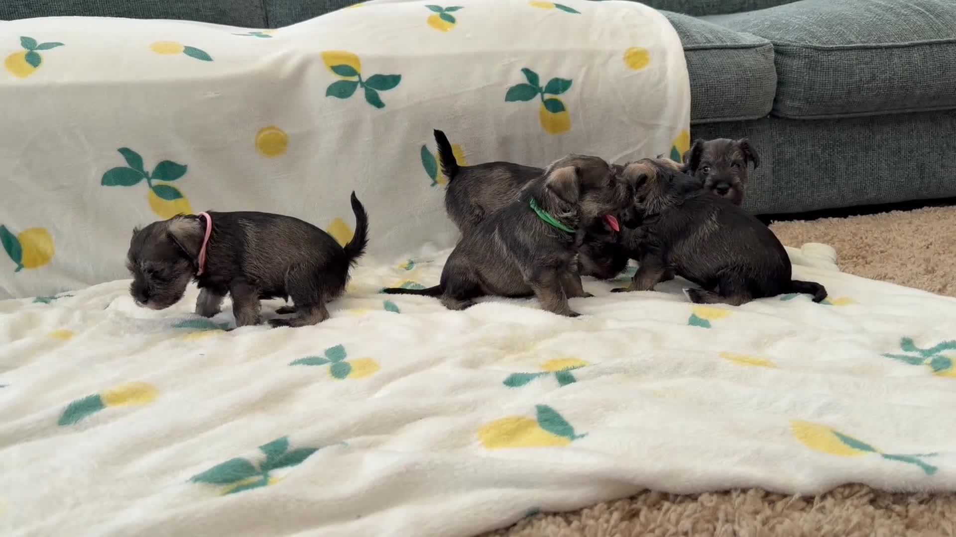 Miniature Schnauzer dogs for sale: 5th generation KC miniature schnauzer puppies  - Video 1