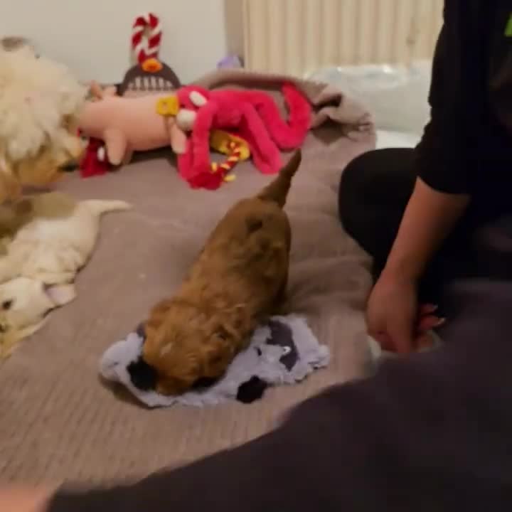 Maltipoo dogs for sale: Maltipoo puppies  - Video 1