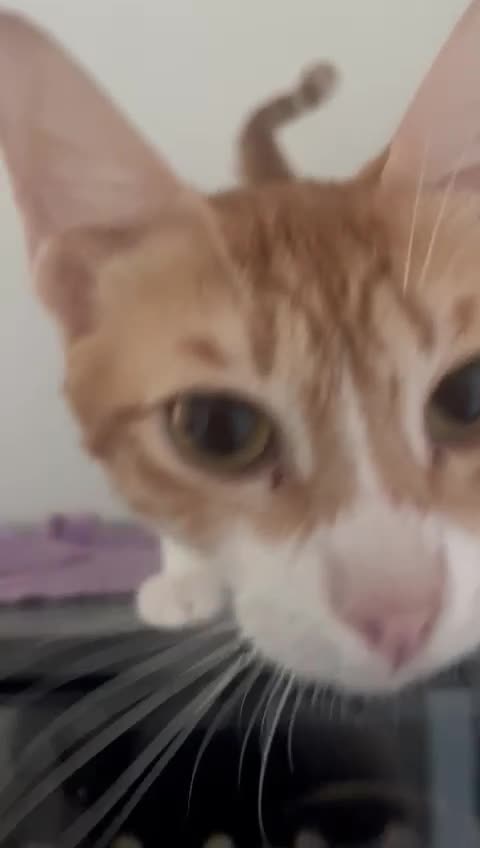 Mixed Breed cats for adoption: TINTIN &MILOU VERY HAPPY PERSONALITY  KITTENS  - Video 1