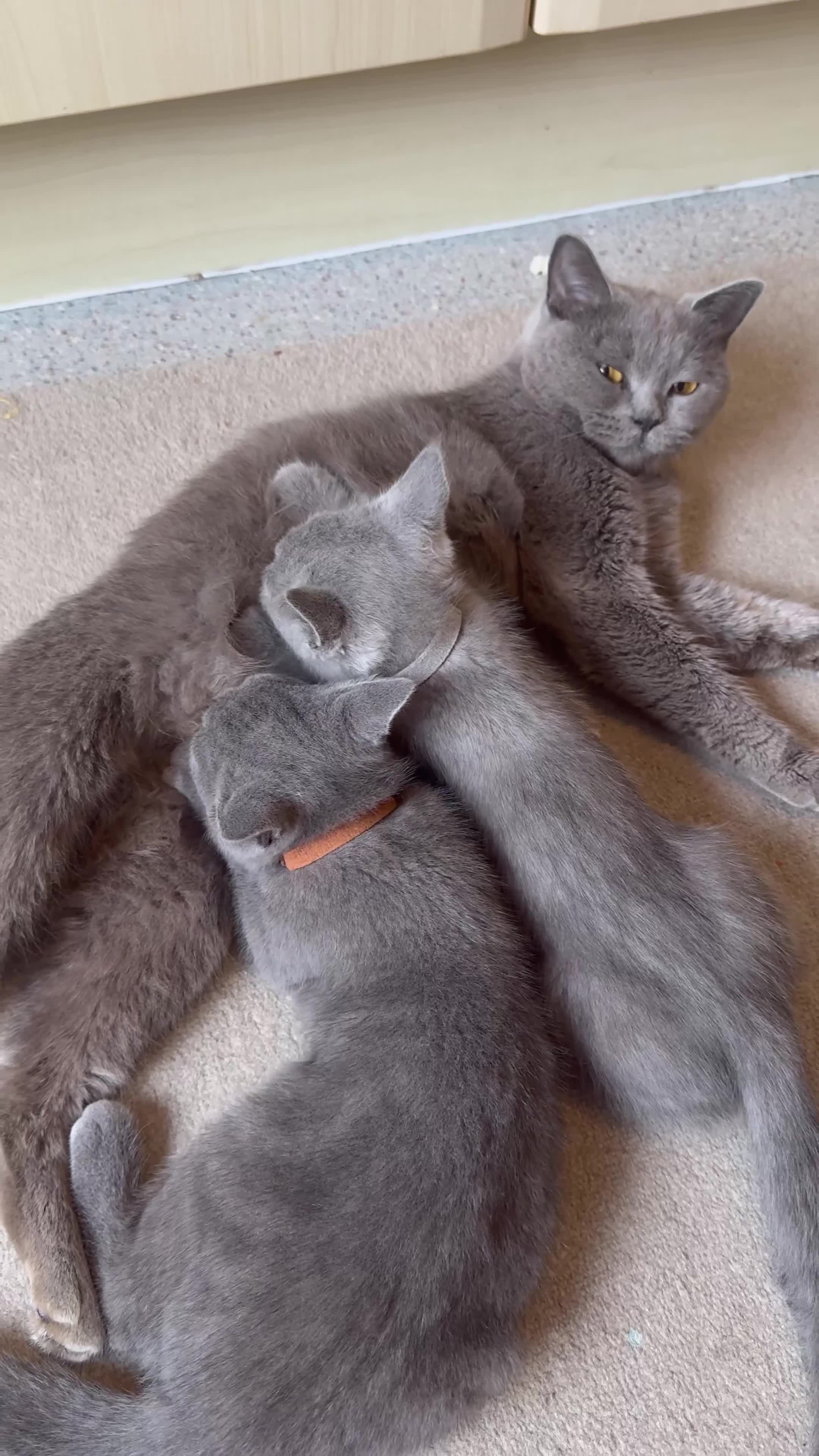 British Shorthair cats for sale: British Shorthair Kittens(1boy and 1girl leftonly) - Video 1