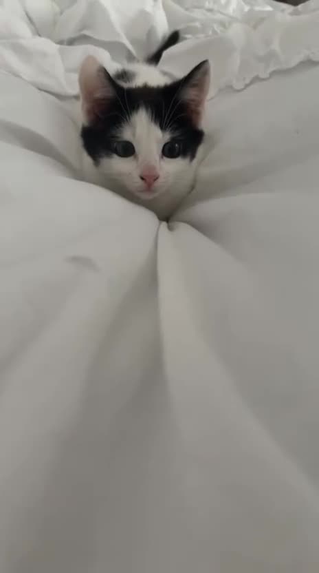 American Shorthair cats for sale: Black and white shorthair kitten  - Video 2