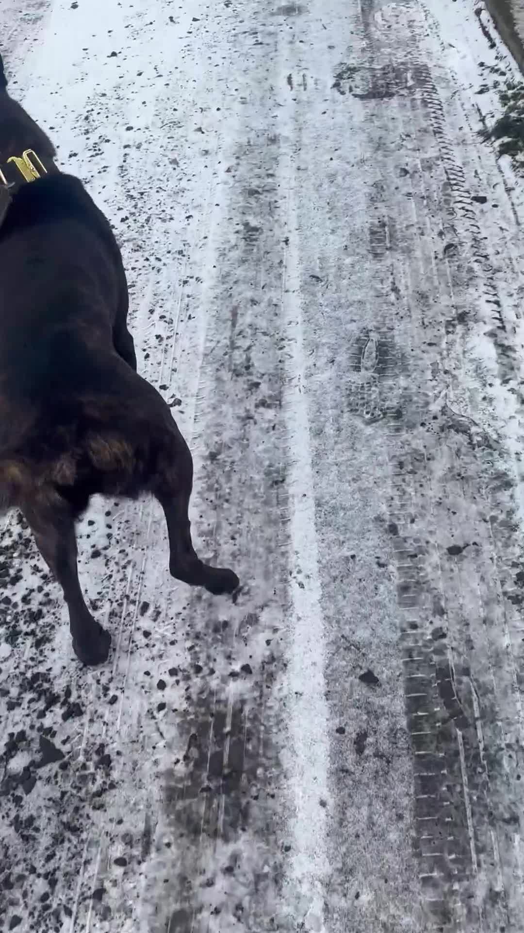 Belgian Shepherd Dog dogs for sale: Imported Dutch Shepherd “Odin” – Obedient & Stable - Video 1