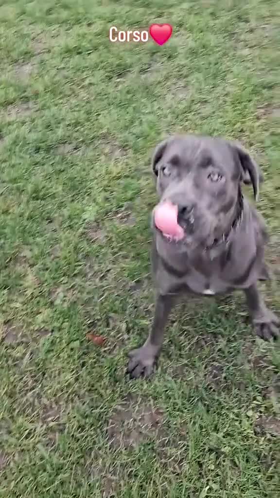 Cane Corso dogs for sale: ICCF Registered 🧬🏆 Cane Corso pups. - Video 2