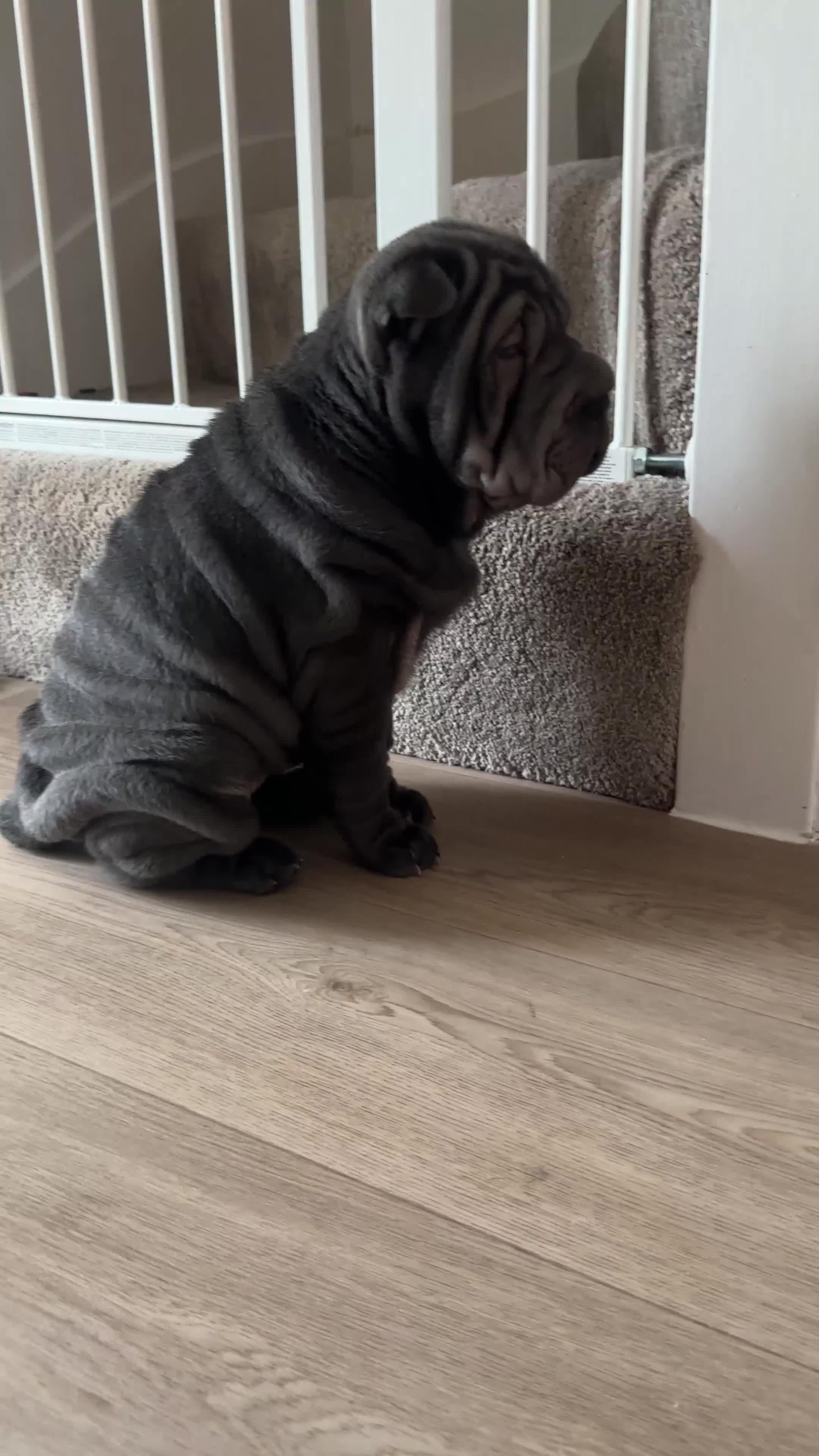 Shar Pei dogs for sale: Shar Pei female puppy in Northampton - Video 1