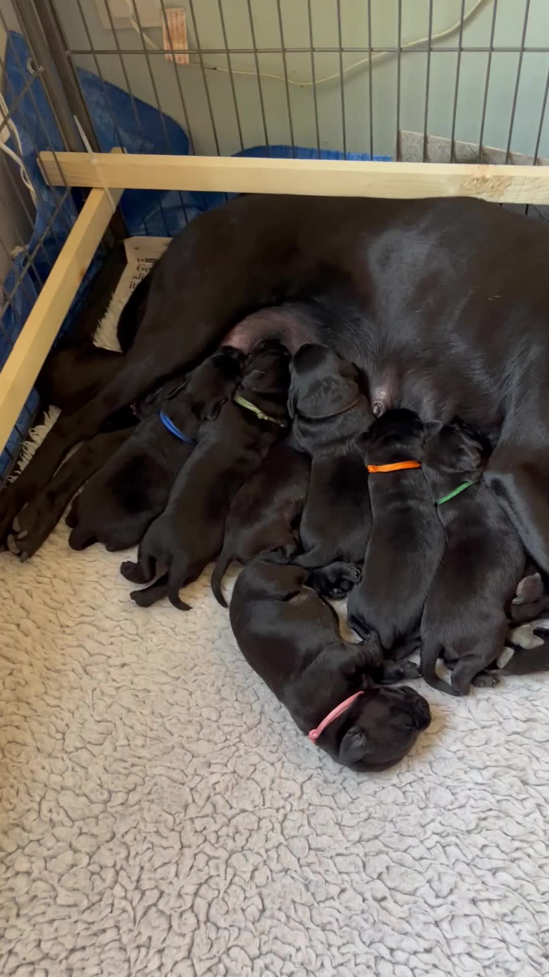 Labrador Retriever dogs for sale: Beautiful KC reg working Labrador Retriever pups  - Video 1