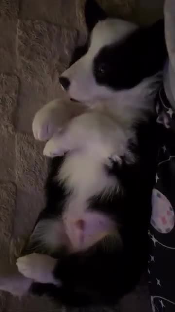 Border Collie dogs for sale: 4 border collie puppies - Video 2