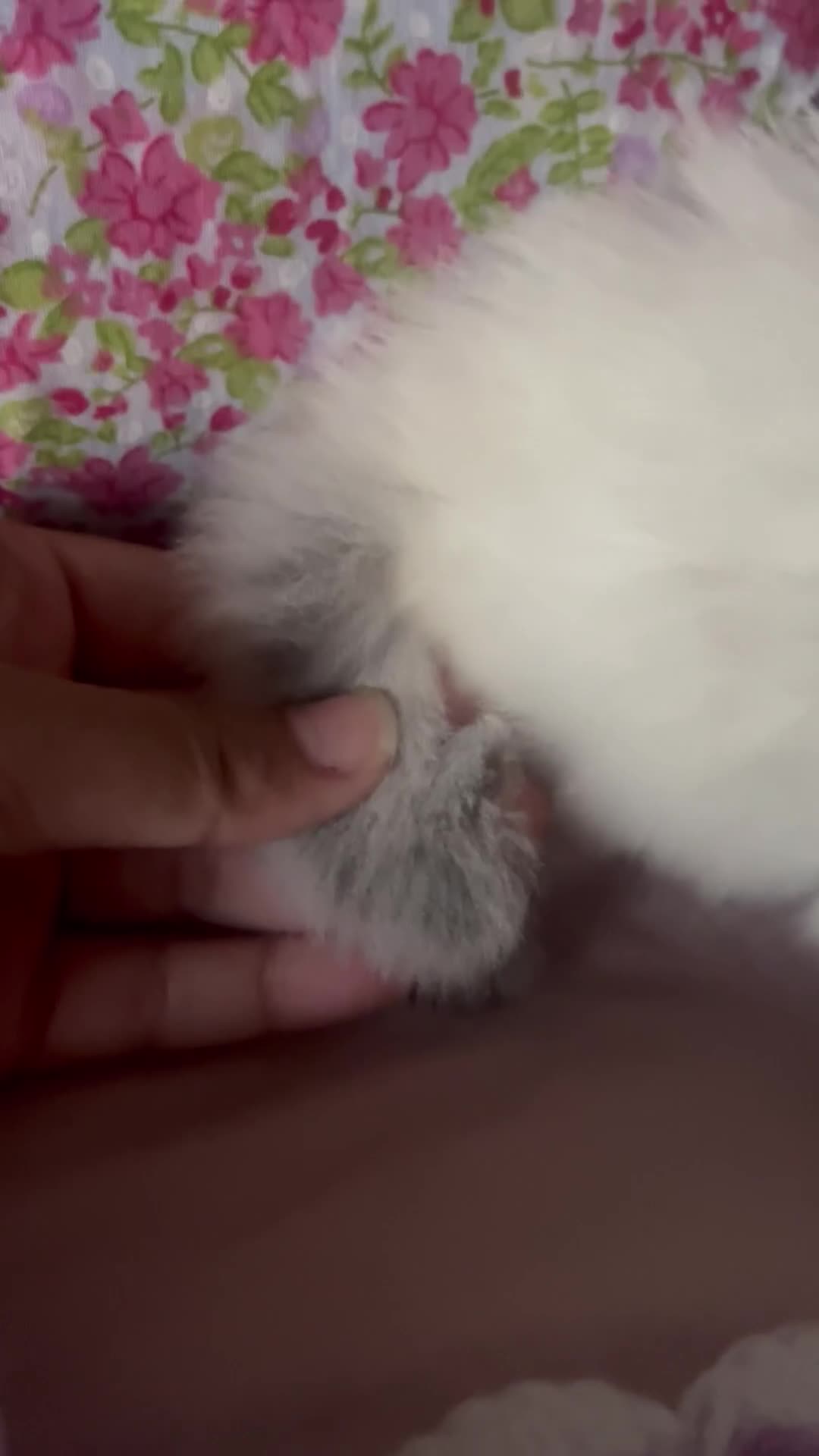 Ragdoll cats for sale: Beautiful pure ragdoll kittens  - Video 3