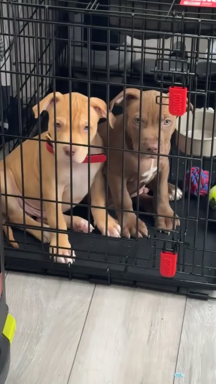 American Bull Staffy dogs for sale: Lovely adorable American Bull Staffy for sale NOW! - Video 2