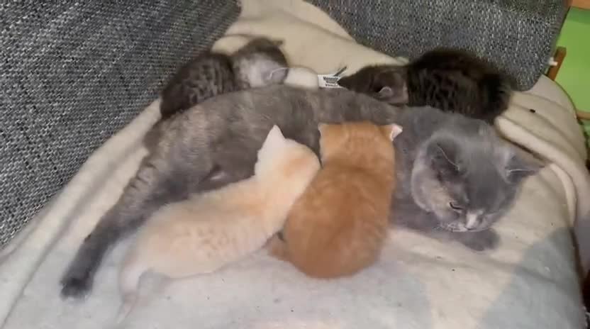 British Shorthair cats for sale: Beautiful British shorthair kittens  - Video 1
