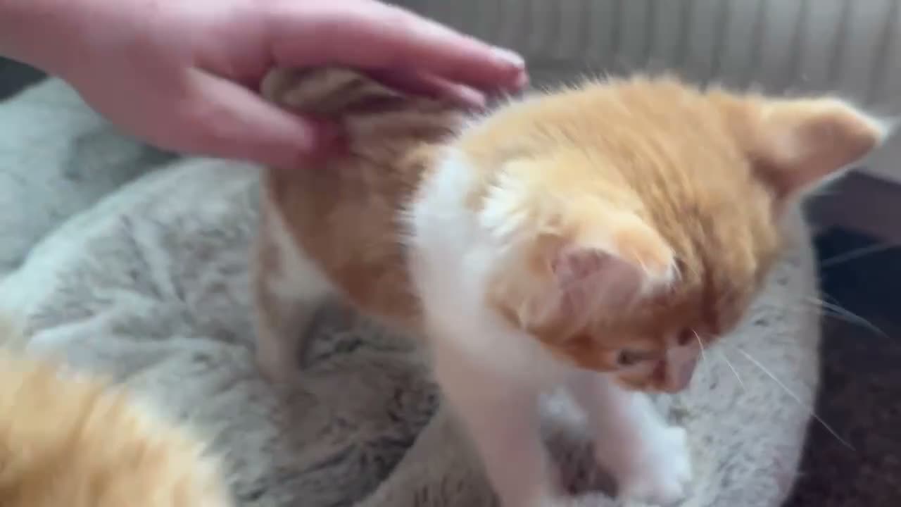 Mixed Breed cats for sale: SUPER CUTE PERFECT GINGER KITTENS  - Video 3