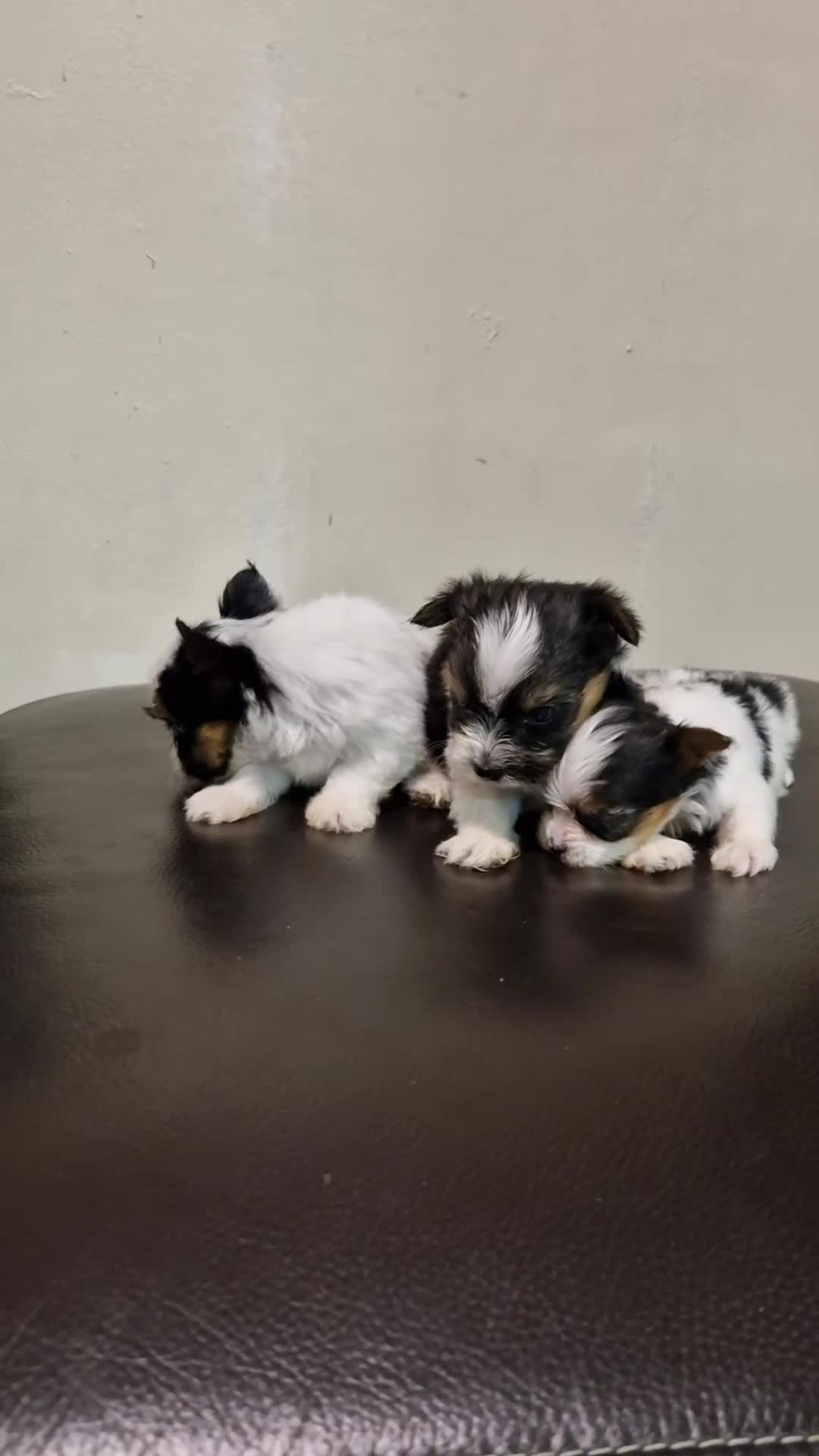 Biewer Terrier dogs for sale: Pure Miniature Biewer Terrier Puppies - Video 4
