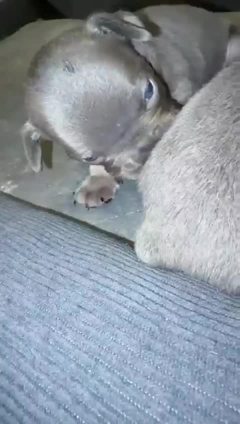 French Bulldog dogs for sale: Lilac and tan frenchie pups in Liverpool - Video 1