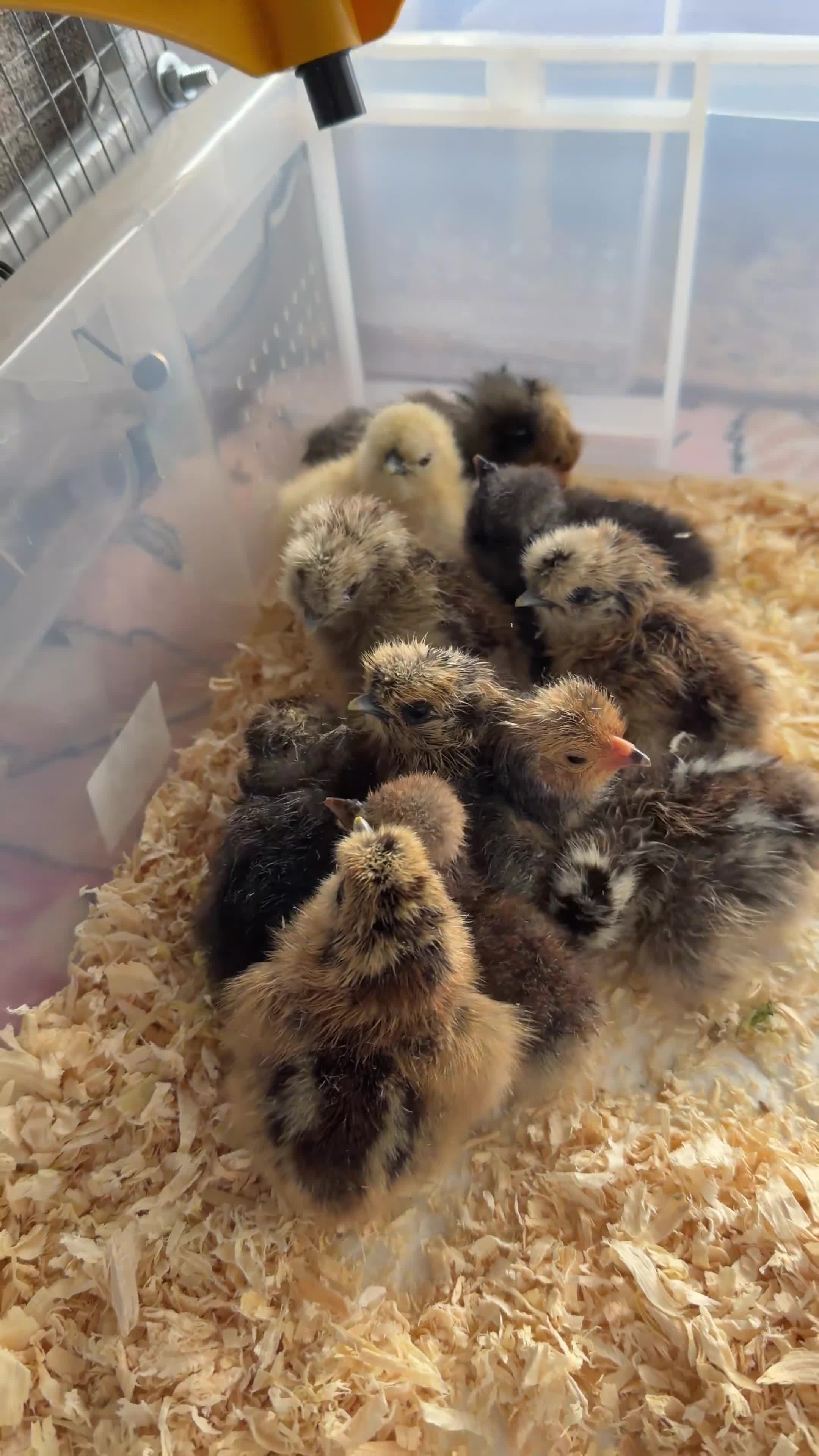 Chickens poultry for sale: Polish & silkie chicks  - Video 1
