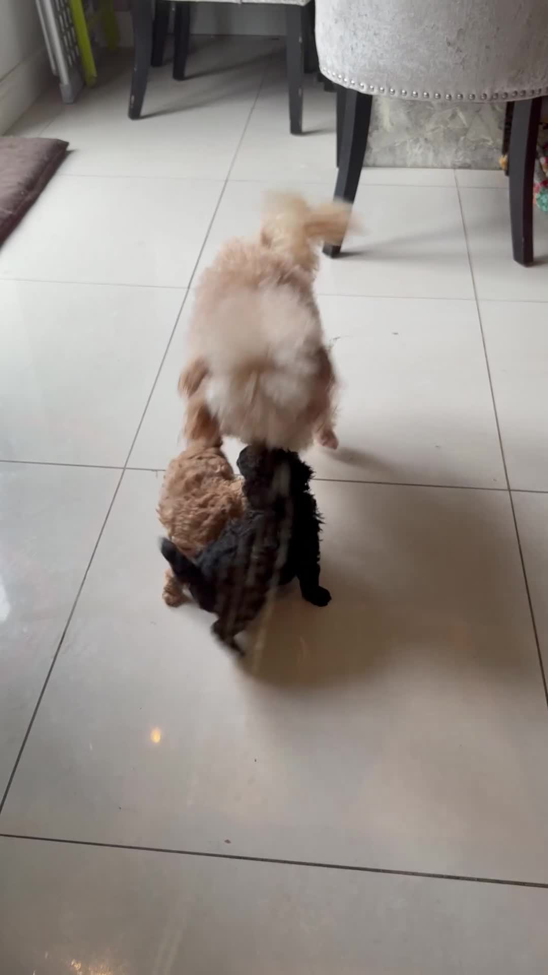 Toy Poodle dogs for sale: Outstanding health tested Petite Toy Poodie Pups  - Video 4