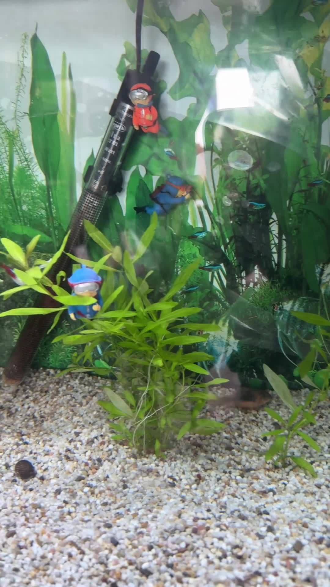 Live Bearers fish for sale: Fluval Tropical Aquarium Complete Setup in Tiverton - Video 1