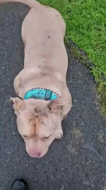 American Bully dogs for sale: Bonded pair of bullies - Video 3