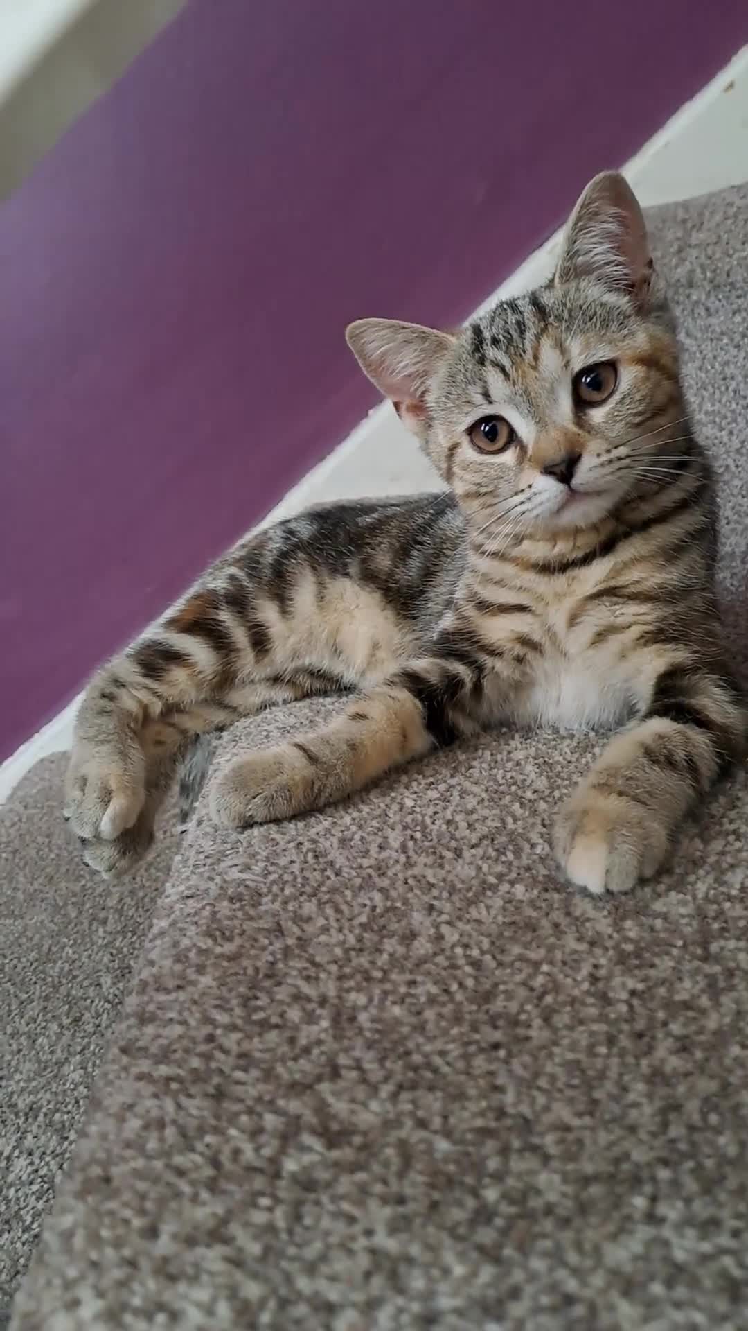 Scottish Fold cats for sale: Beautiful kittens ready for forever loving homes  - Video 2