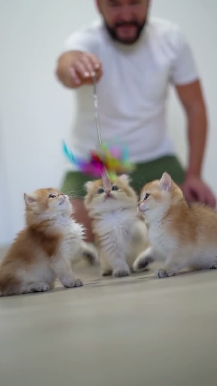 British Shorthair cats for sale: TICA registered golden pedigree kittens  - Video 2