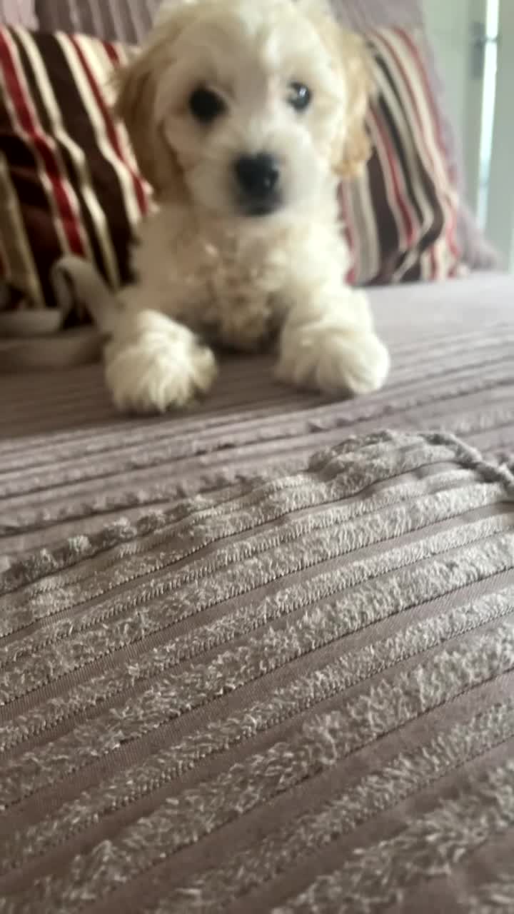 Mixed Breed dogs for stud: Beautiful cockerchon for stud in Scunthorpe - Video 1
