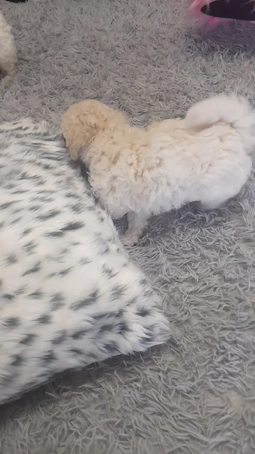 Poochon dogs for sale: Beautiful Poochon Puppies - Video 1