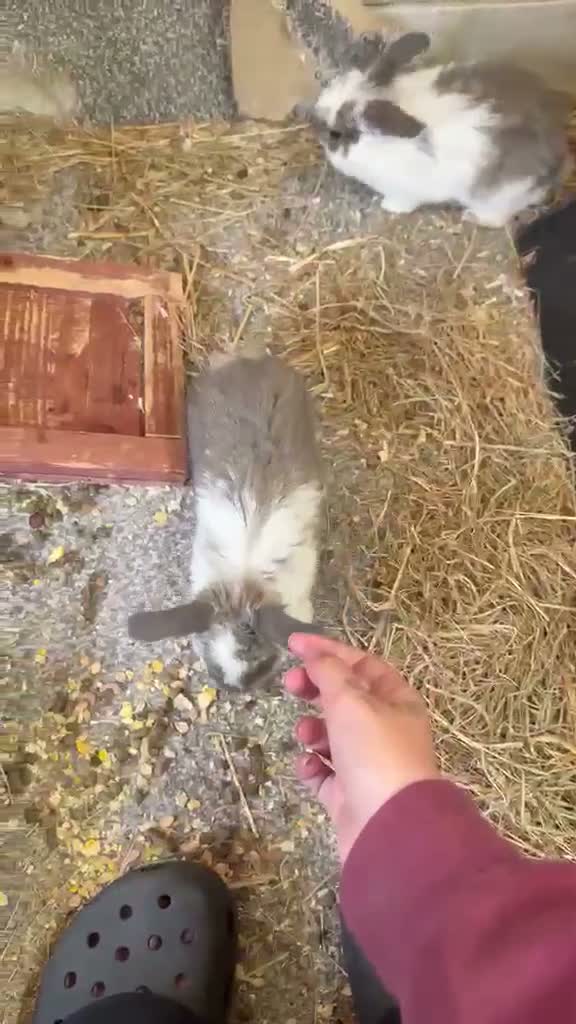 Mixed Breed rabbits for sale: 1 boy and 3 girls bunnys looking for a new home  - Video 1