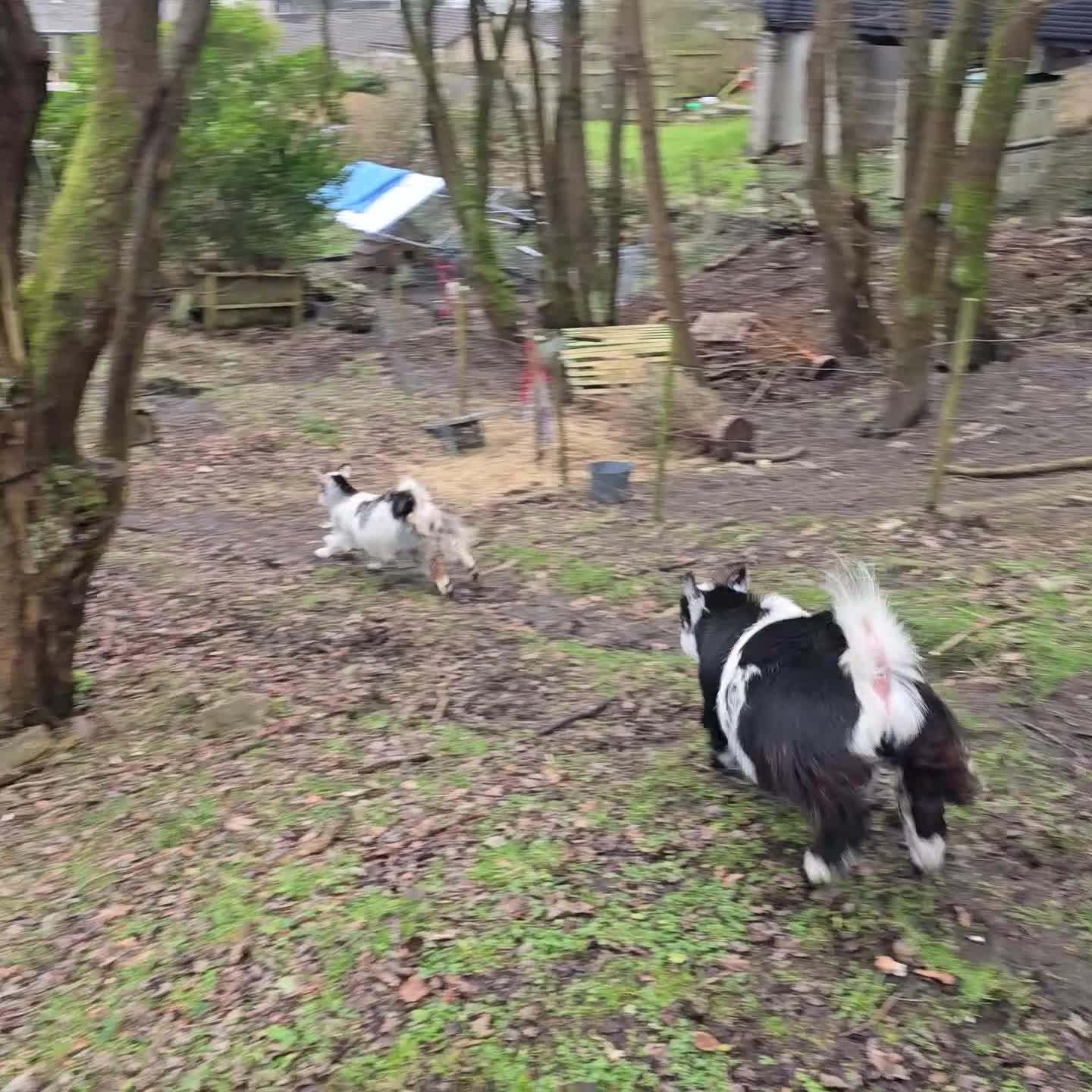 Goats livestock for sale: Bert the Pygmy wether in Rossendale - Video 2